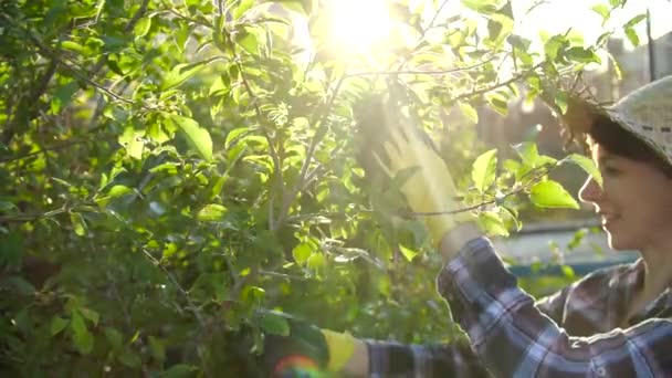 Έννοια των χόμπι και της ζωής στην εξοχή. Νεαρή γυναίκα που φροντίζει τα δέντρα στον κήπο της — Αρχείο Βίντεο