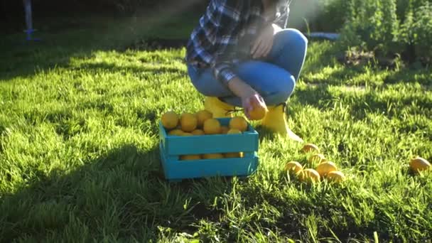 Mujer joven pone limones frescos en una caja — Vídeo de stock