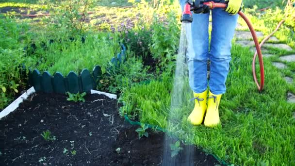 Jonge vrouw besproeit planten in haar tuin met tuinslang. Hobby-concept — Stockvideo