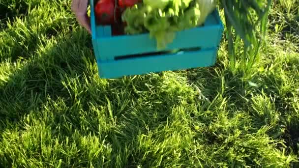 Концепция хобби и деревенской жизни. Красивая женщина держит коробку свежих овощей — стоковое видео