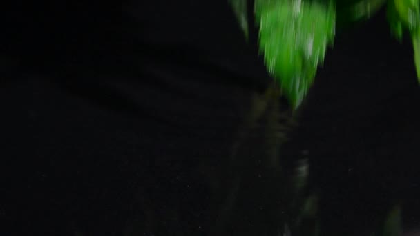 Mynta droppar i vatten på en svart bakgrund — Stockvideo