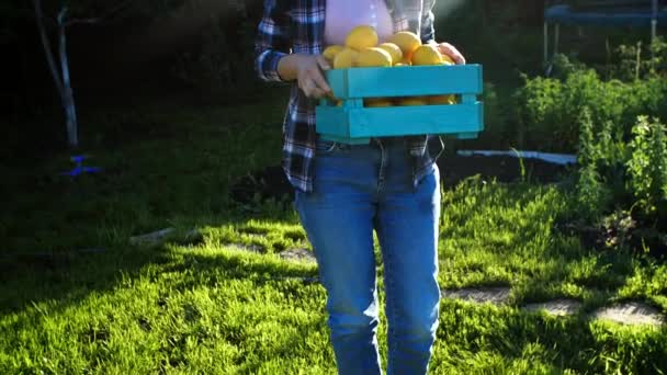 Happy Woman trzyma skrzynię ze świeżo dojrzałymi organicznymi cytrynami na farmie — Wideo stockowe