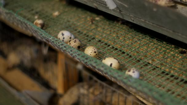 Agricultural and livestock business concept. Quail eggs on the farm — Stock Video