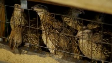 Çiftlik hayvanları işi konsepti. Çiftlikteki bir kafeste bıldırcın