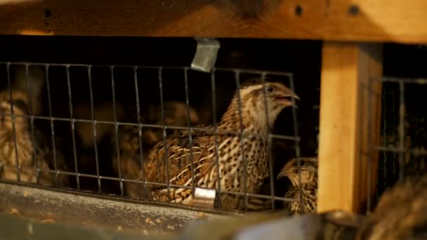 Bedrijfsconcept voor vee. Kwartels in een kooi op een boerderij — Stockvideo