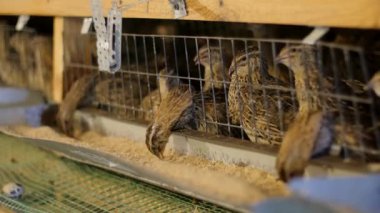 Çiftlik hayvanları işi konsepti. Çiftlikteki bir kafeste bıldırcın