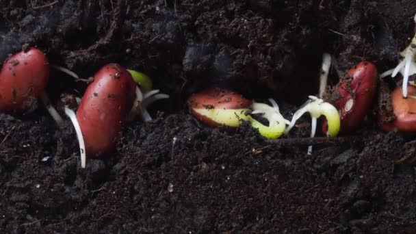 Concept d'agriculture. Les semis de haricots germent sous terre. Temps écoulé — Video