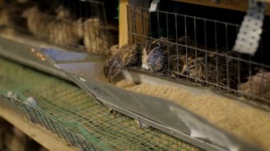 Çiftlik hayvanları işi konsepti. Çiftlikteki bir kafeste bıldırcın