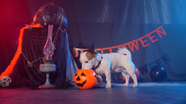 Halloween viering concept. Grappige hond eten van Halloween pompoen — Stockvideo
