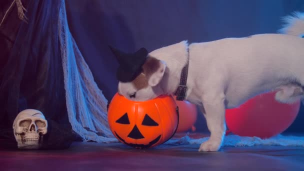 Halloween celebration concept. Funny dog eating from halloween pumpkin — Stock Video