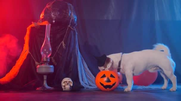 Halloweenská oslava. Vtipný pes jíst z halloween dýně — Stock video
