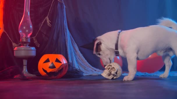 Halloweenská oslava. Vtipný pes jíst z falešných halloween lebek — Stock video