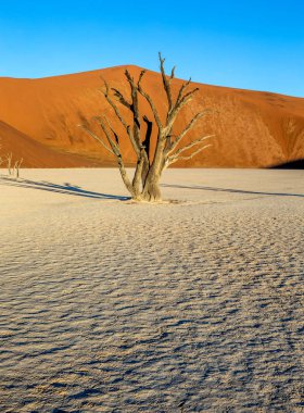 Sossusvlei çöl kumulları, Deadvlei, Namib-Naukluft Milli Parkı, Afrika arka plan üzerinde ölü akasya ağacı ile.