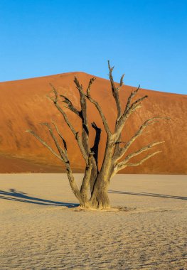 Sossusvlei çöl kumulları, Deadvlei, Namib-Naukluft Milli Parkı, Afrika arka plan üzerinde ölü akasya ağacı ile.