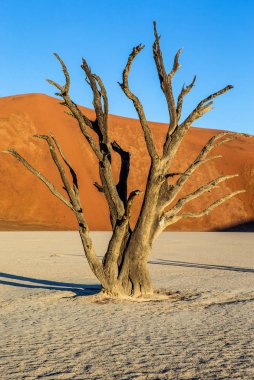 Sossusvlei çöl kumulları, Deadvlei, Namib-Naukluft Milli Parkı, Afrika arka plan üzerinde ölü akasya ağacı ile.