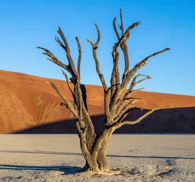 Sossusvlei çöl kumulları, Deadvlei, Namib-Naukluft Milli Parkı, Afrika arka plan üzerinde ölü akasya ağacı ile.