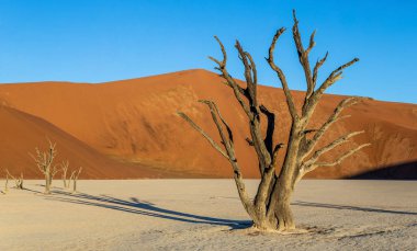 Sossusvlei çöl kumulları, Deadvlei, Namib-Naukluft Milli Parkı, Afrika arka plan üzerinde ölü akasya ağacı ile.