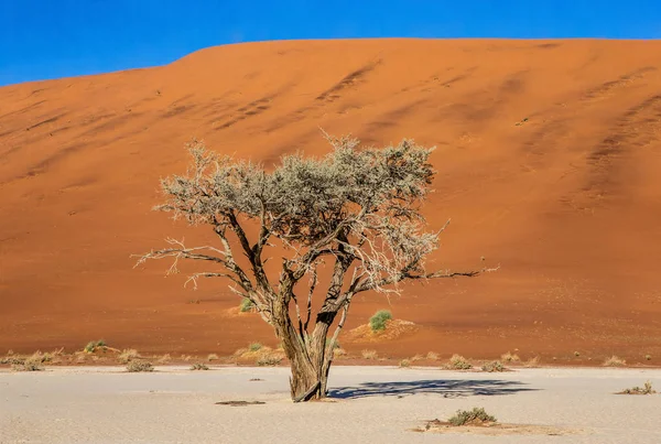 Güzel Kumul Mavi Gökyüzü Çarpıcı Işık Renkler Sossusvlei Namib Naukluft — Stok fotoğraf