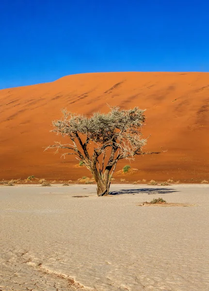 Enkele Boom Achtergrond Van Prachtige Duin Blauwe Hemel Prachtige Licht — Stockfoto