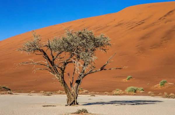 Egyetlen Háttér Gyönyörű Dűne Kék Lenyűgöző Fény Színek Sossusvlei Namib — Stock Fotó