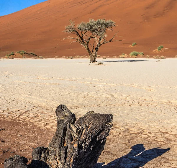Árvore Acácia Fundo Bela Duna Sossusvlei Parque Nacional Namib Naukluft — Fotografia de Stock