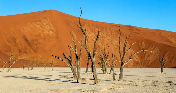 Ландшафт Sossusvlei Мертвими Акації Фоні Піщаних Дюн Deadvlei Namib Наулулфт — стокове фото