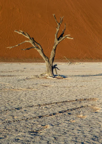 Désert Sossusvlei Avec Acacia Mort Sur Fond Dunes Sable Deadvlei — Photo