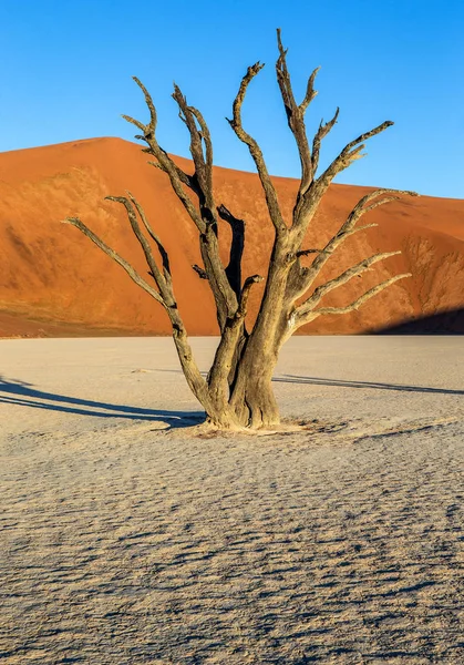 Sossusvlei çöl kumulları, Deadvlei, Namib-Naukluft Milli Parkı, Afrika arka plan üzerinde ölü akasya ağacı ile.
