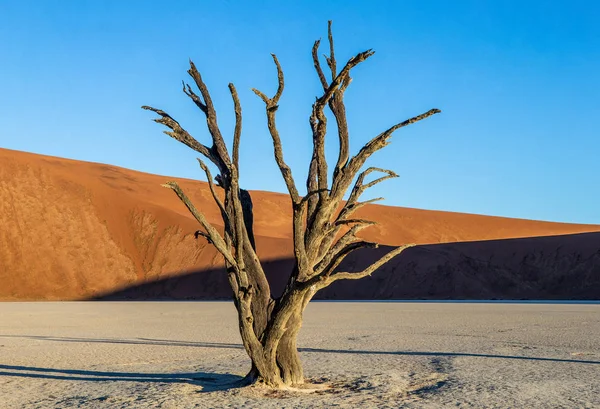 Sossusvlei çöl kumulları, Deadvlei, Namib-Naukluft Milli Parkı, Afrika arka plan üzerinde ölü akasya ağacı ile.
