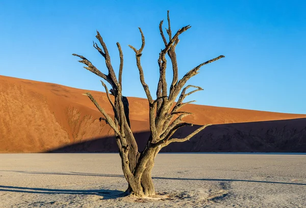 Desert Sossusvlei Dead Acacia Tree Background Sand Dunes Deadvlei Namib — Stockfoto