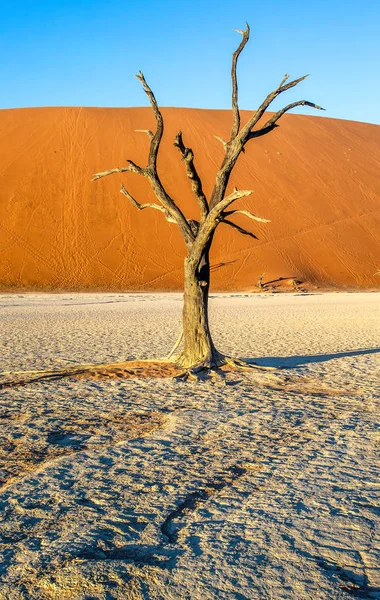 Sivatagi Sossusvlei Halott Akác Háttérben Homokdűnék Afrika Deadvlei Namib Naukluft — Stock Fotó
