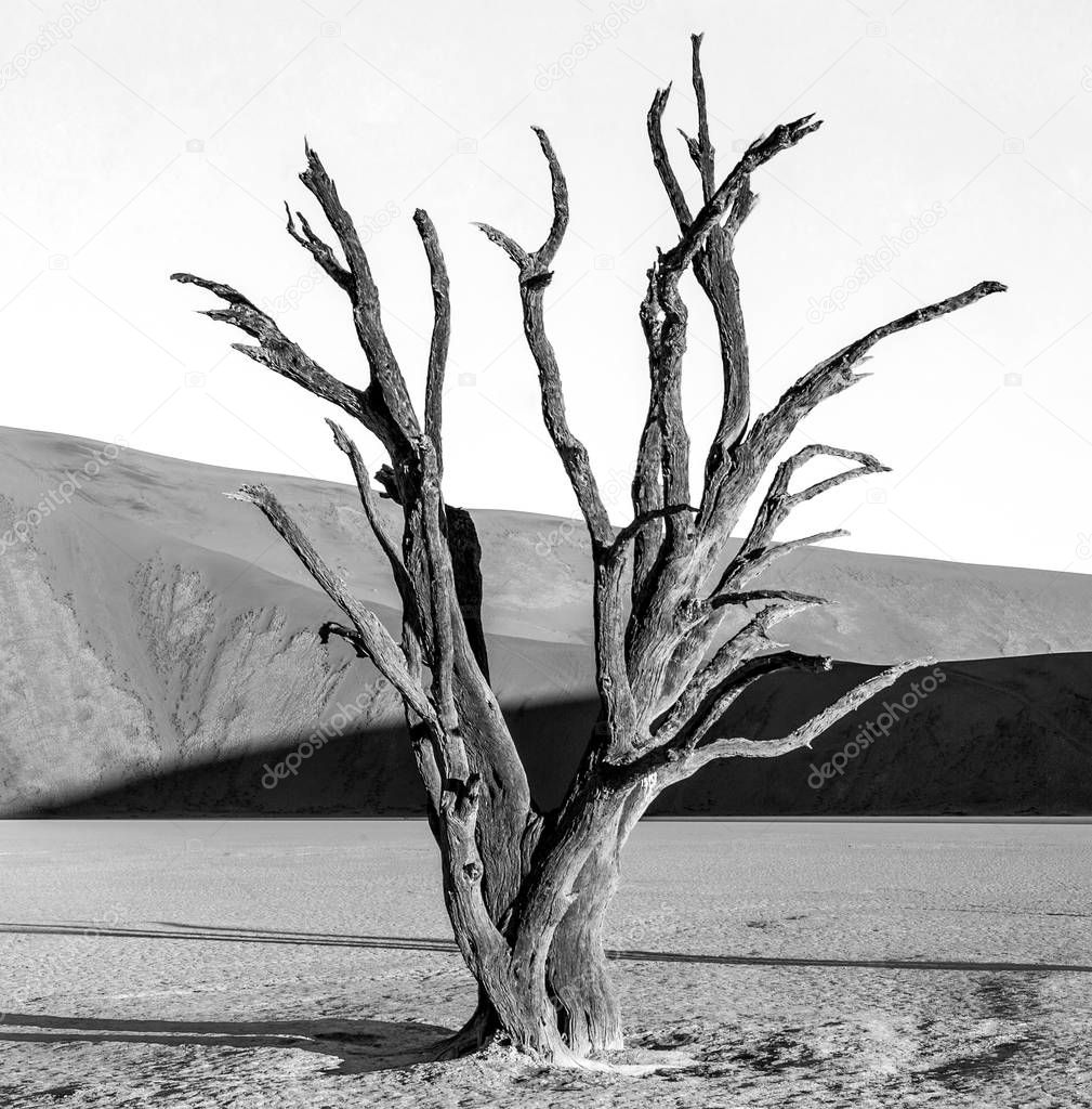 Black and white shot of desert of Sossusvlei with dead acacia tree on background of sand dunes, Deadvlei, Namib-Naukluft National Park, Africa.
