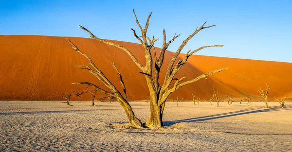 Paysage Sossusvlei Avec Des Acacias Morts Sur Fond Dunes Sable — Photo