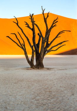 Sossusvlei çöl kumulları, Deadvlei, Namib-Naukluft Milli Parkı, Afrika arka plan üzerinde ölü akasya ağacı ile.