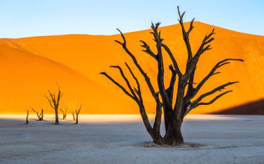 Kum tepeleri, Deadvlei, Namib-Naukluft Milli Parkı, Afrika arka planda ölü akasya ağaçları ile Sossusvlei Manzara.