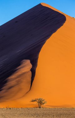 Işık ve renk, Sossusvlei, Namib-Naukluft Milli Parkı, Afrika çarpıcı güzel dune arka plan üzerinde tek ağaç.