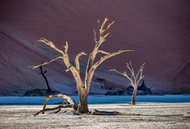 Sabah ışığında kum ulağı arka planda Ölü akasya ağaçları, Sossusvlei, Deadvlei, Afrika.