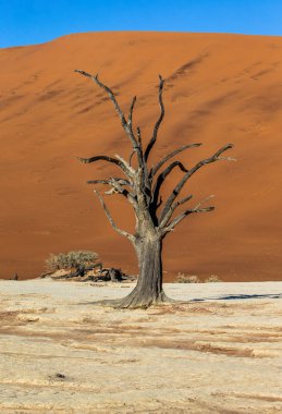 Dry tree on background of dune with beautiful texture of sand, Sossusvlei, Namib-Naukluft National Park, Africa.