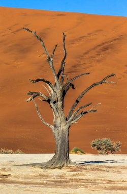 Dry tree on background of dune with beautiful texture of sand, Sossusvlei, Namib-Naukluft National Park, Africa.