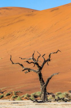 Dry tree on background of dune with beautiful texture of sand, Sossusvlei, Namib-Naukluft National Park, Africa.