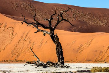 Dune arka plan doku kum, Sossusvlei, Namib-Naukluft Milli Parkı, Afrika ile Kuru güzel ağacı.