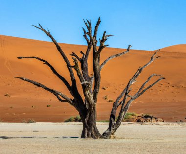 Mavi gökyüzü, Sossusvlei, Namib-Naukluft Milli Parkı, Afrika ve güzel dune arka plan üzerinde tek ölü ağaç.