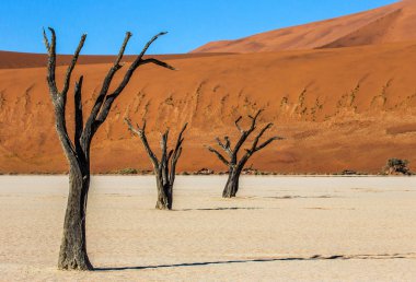 Dead acacia trees on background of beautiful dune and blue sky, Sossusvlei, Namib-Naukluft National Park, Africa