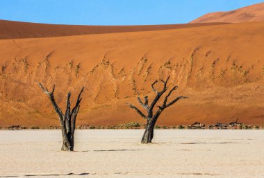 Dead acacia trees on background of beautiful dune and blue sky, Sossusvlei, Namib-Naukluft National Park, Africa