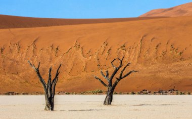 Dead acacia trees on background of beautiful dune and blue sky, Sossusvlei, Namib-Naukluft National Park, Africa