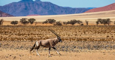 Oryx antilop Sossusvlei çölde, Deadvlei, Namib-Naukluft Milli Parkı, Afrika güzel kumulları arka plan üzerinde.