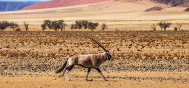 Oryx antilop Sossusvlei çölde, Deadvlei, Namib-Naukluft Milli Parkı, Afrika güzel kumulları arka plan üzerinde.