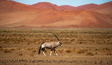 Oryx antilop Sossusvlei çölde, Deadvlei, Namib-Naukluft Milli Parkı, Afrika güzel kumulları arka plan üzerinde.