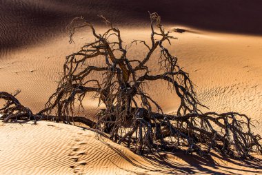 Kumul Deadvlei, Sossusvlei, Namib-Naukluft Milli Parkı, Namibya, Afrika'nın ölü akasya ağacından.
