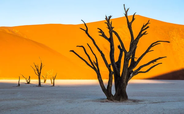 Paysage Sossusvlei Avec Des Acacias Morts Sur Fond Dunes Sable — Photo